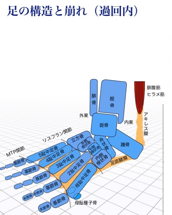 足の構造と崩れ（通回内）