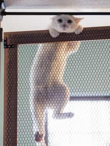 白猫ブランくん