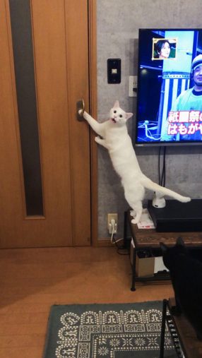 白猫ブランくん