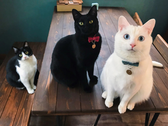 白猫ブランくん