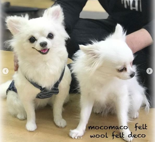 @MocomacoFさんの羊毛フェルト作品　愛犬モコちゃん