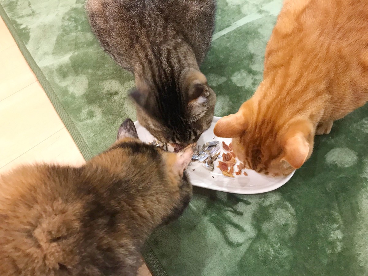 イオンペット「国産 猫用おにくとおさかなのおせち」　ペット用おせち