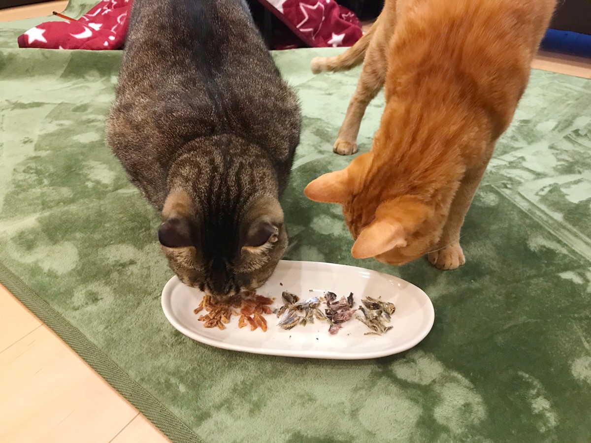 イオンペット「国産 猫用おにくとおさかなのおせち」　ペット用おせち