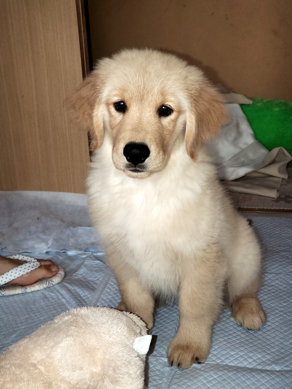 ケノン　ペットロス