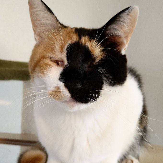 @pinowaldさん宅で暮らすつむぎさん（三毛猫/2歳）