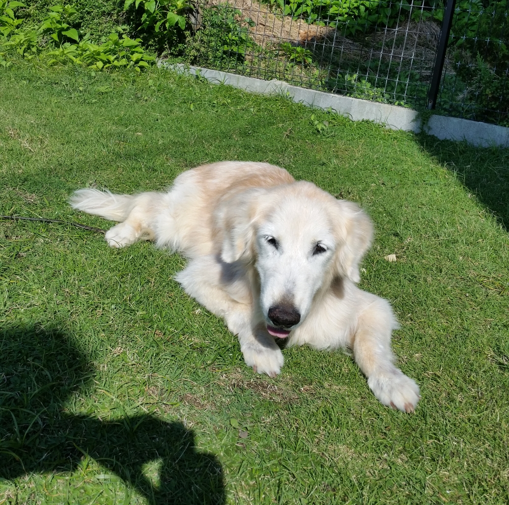 木附さんが16年間一緒に暮らした、ゴールデン・レトリーバーの「ケフィ」