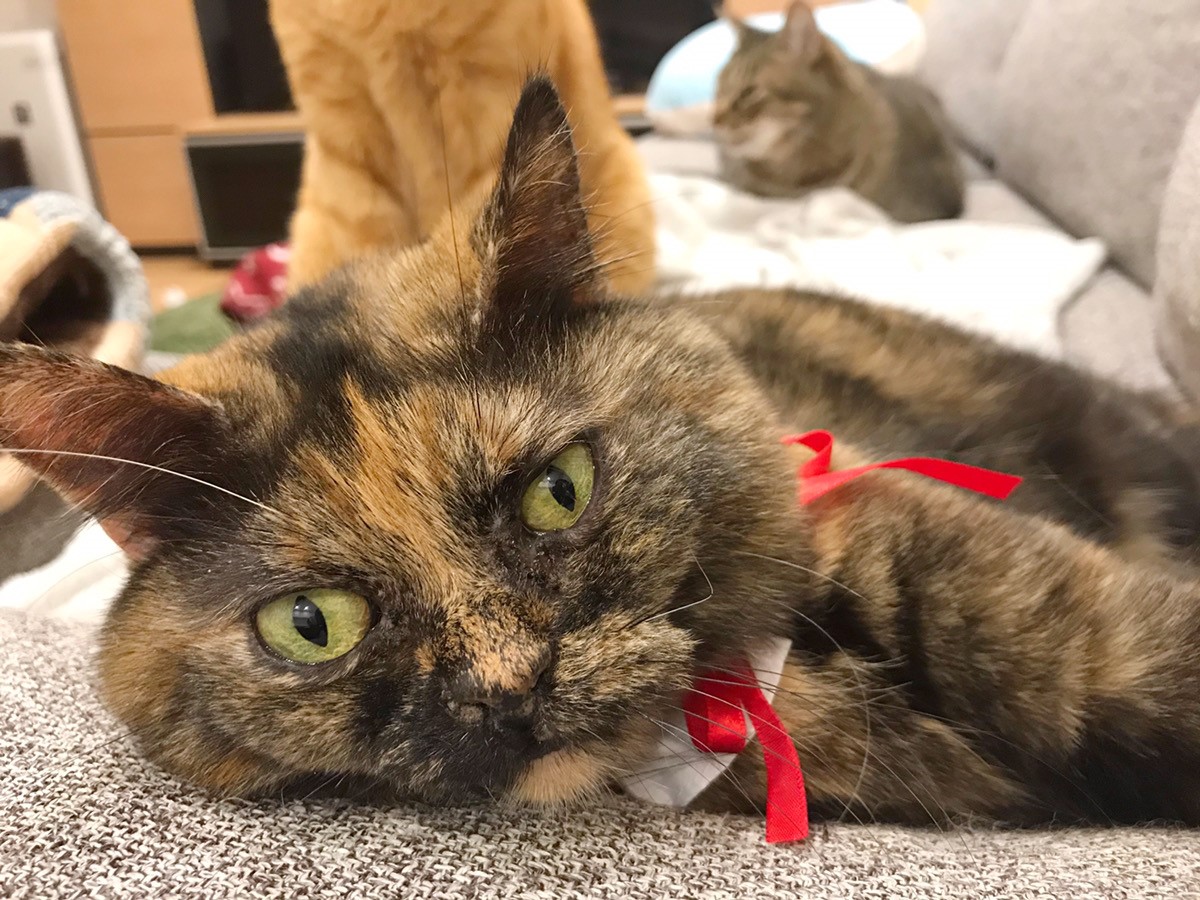 ねこのくびわコレクション にゃんこ学園