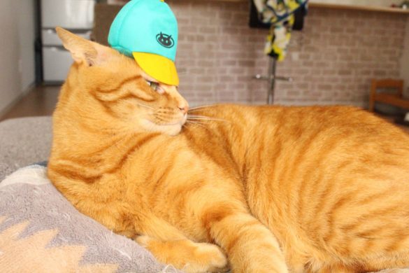 Petio（ペティオ)「のせぐるみ」520円（税込み）