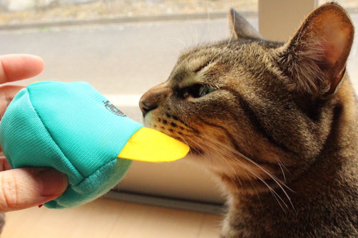 Petio（ペティオ)「のせぐるみ」520円（税込み）