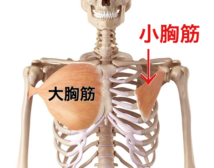 巻き肩になっちゃう仕組み