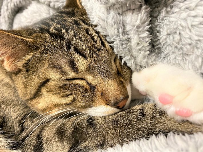 猫飼いさんがリアルにおすすめする猫グッズ4品