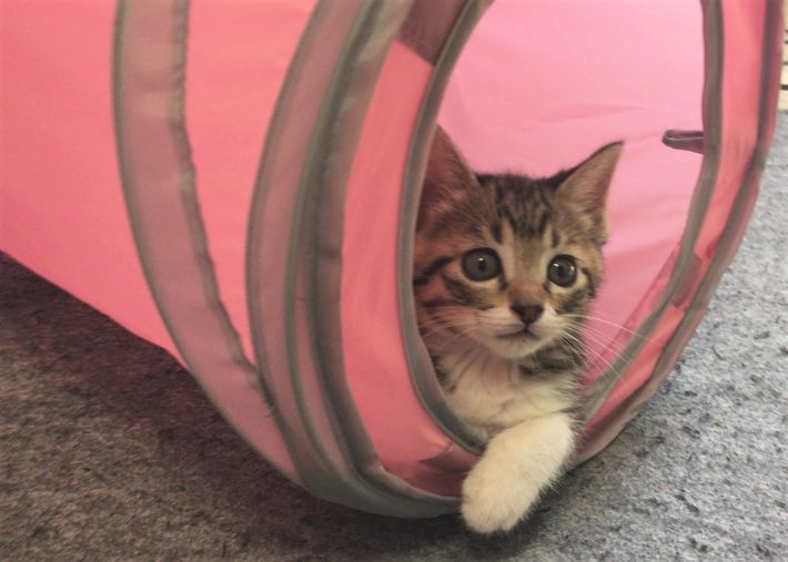 「キャットトンネル　ピンク」