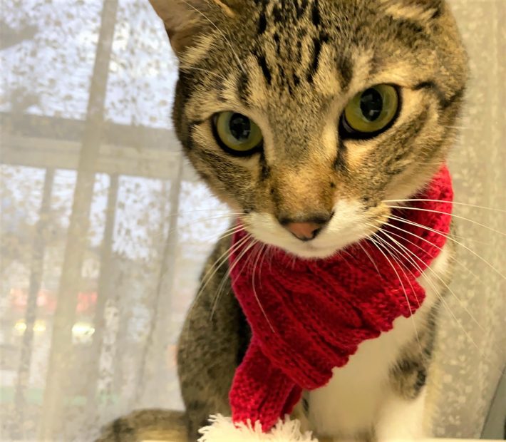 ダイソーの猫が喜びまわるおもちゃ