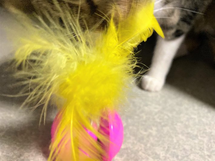 「羽の玩具」に大興奮の猫