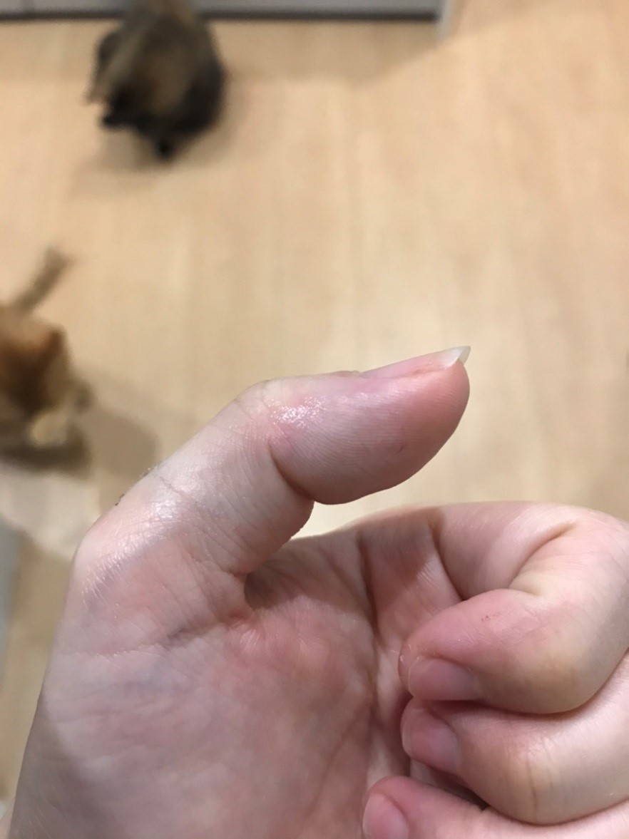 パスツレラ症　犬猫　病気