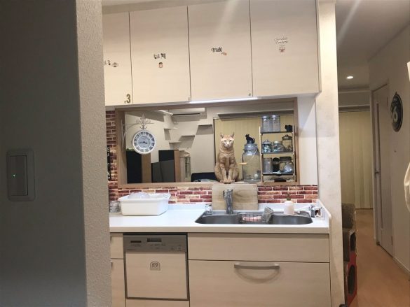 パスツレラ症　犬猫　病気