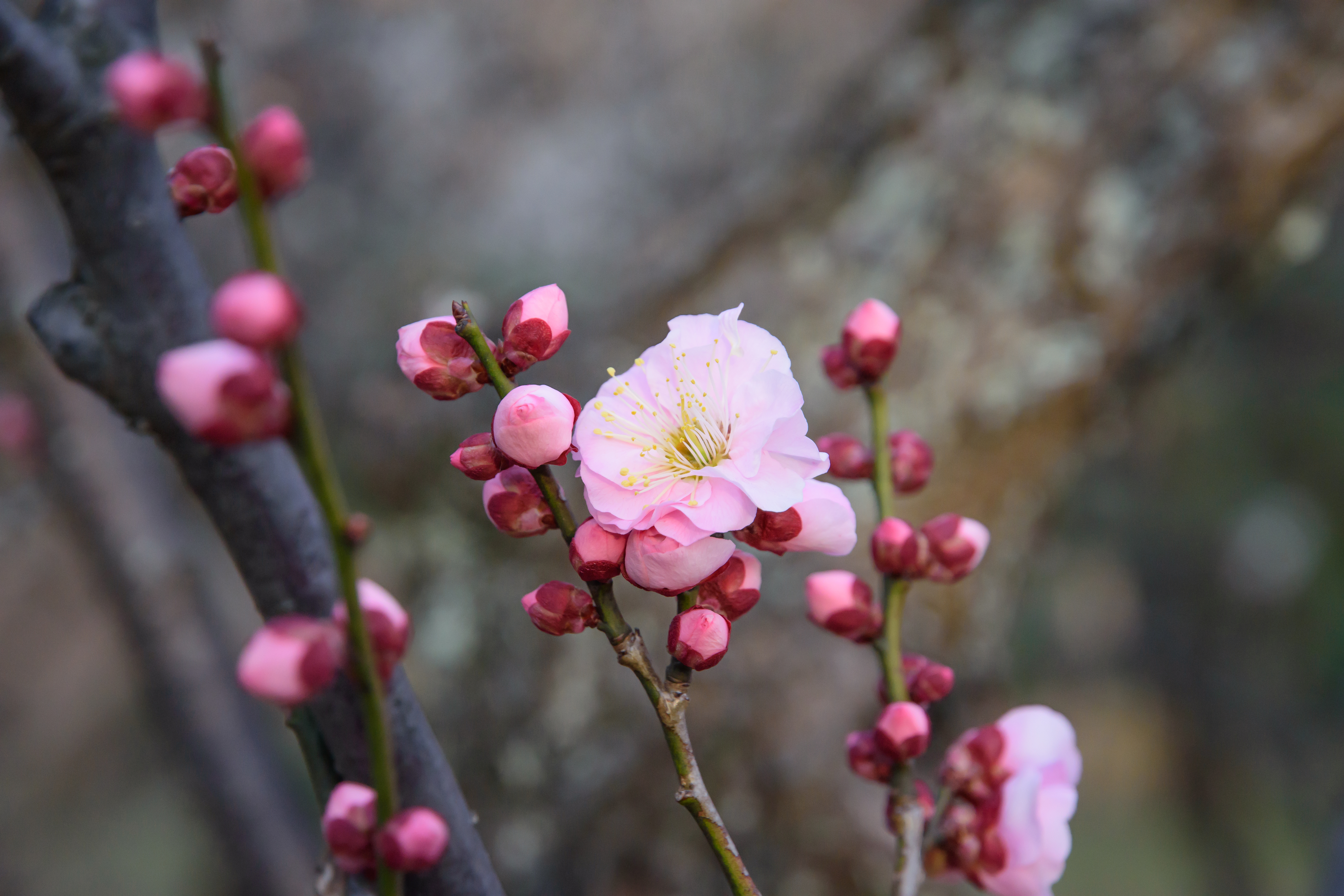 質問１３「季節の変わり目（冬から春）」　