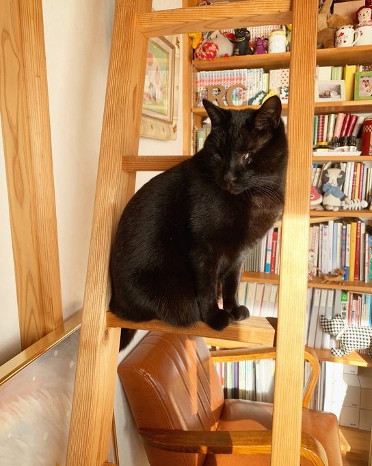 “Ribbon Cat”という猫のキャラクターを描いているデザイナーの仲田愛美（@nakadamanami）さん宅の、全盲猫チャムくん