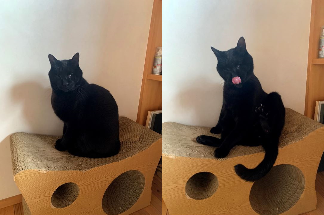 “Ribbon Cat”という猫のキャラクターを描いているデザイナーの仲田愛美（@nakadamanami）さん宅の、全盲猫チャムくん