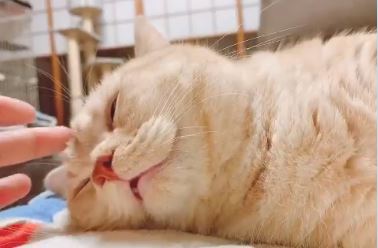 @gonchanyoutubeさん宅、ごんちゃん（男の子/1歳）