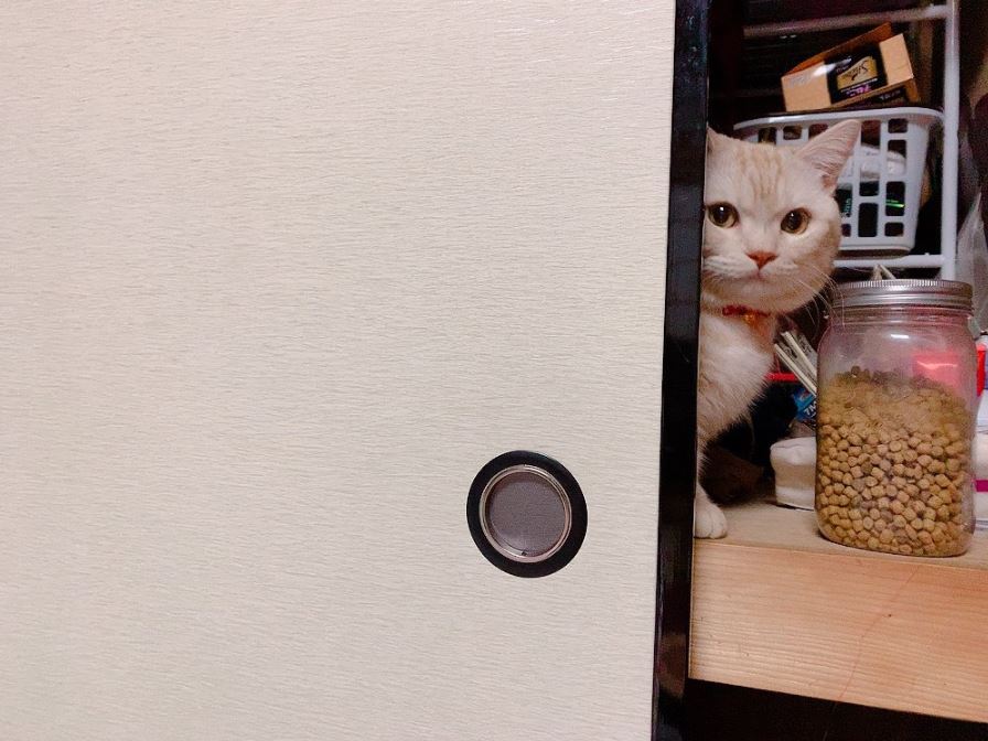 @gonchanyoutubeさん宅、ごんちゃん（男の子/1歳）