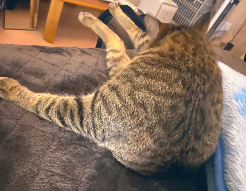 『ゲイバーのもちぎさん』(1) (Palcy・講談社、2月13日刊)