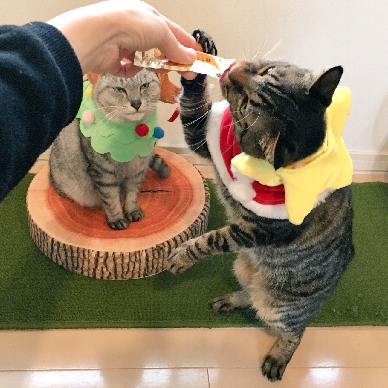 【猫の日】思わずクスっと笑っちゃった”うちの愛猫写真”