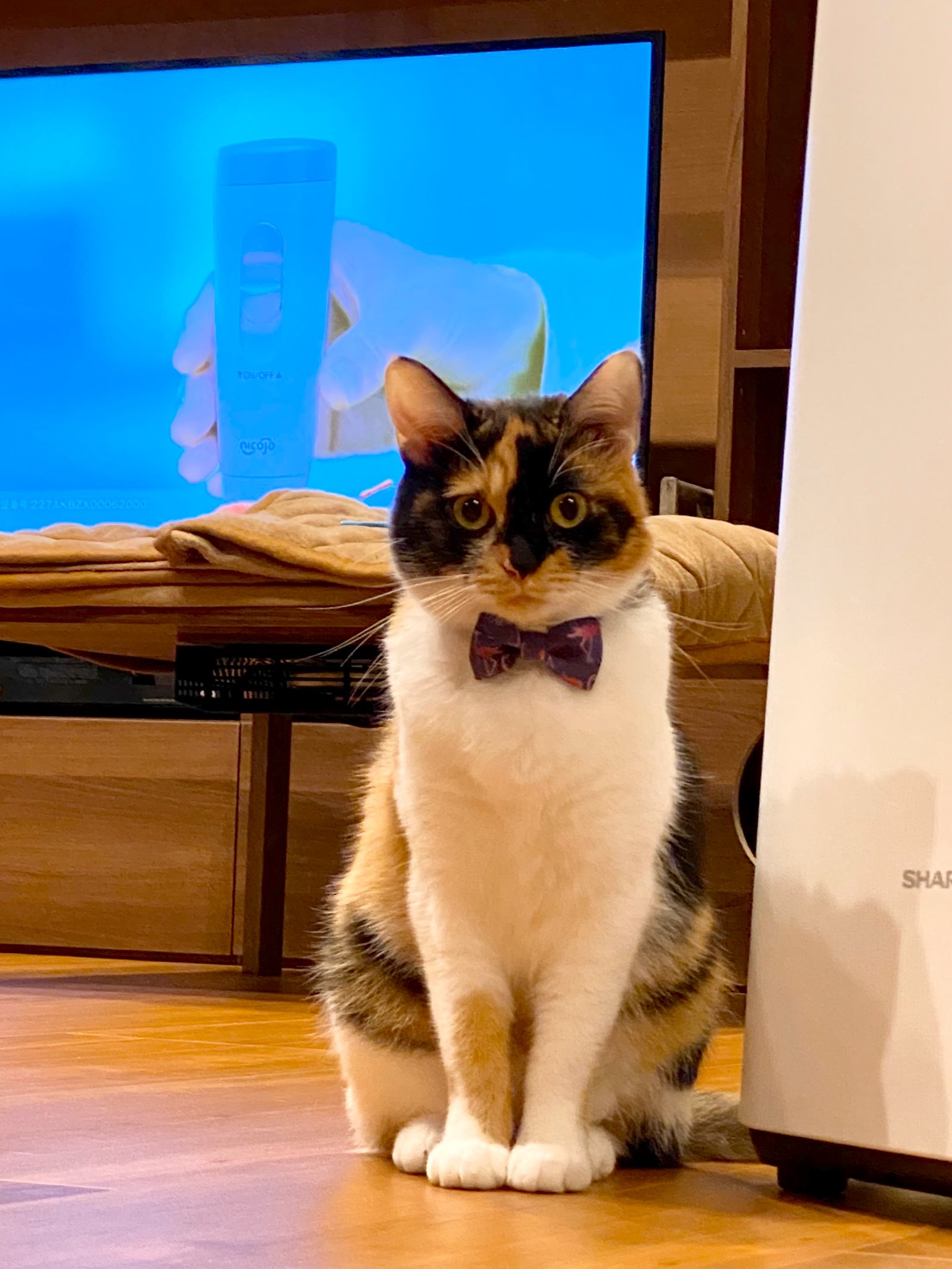 ふくてん@猫垢（@zEChPHPqG2t32nT）さん宅のあざみちゃん（1歳）