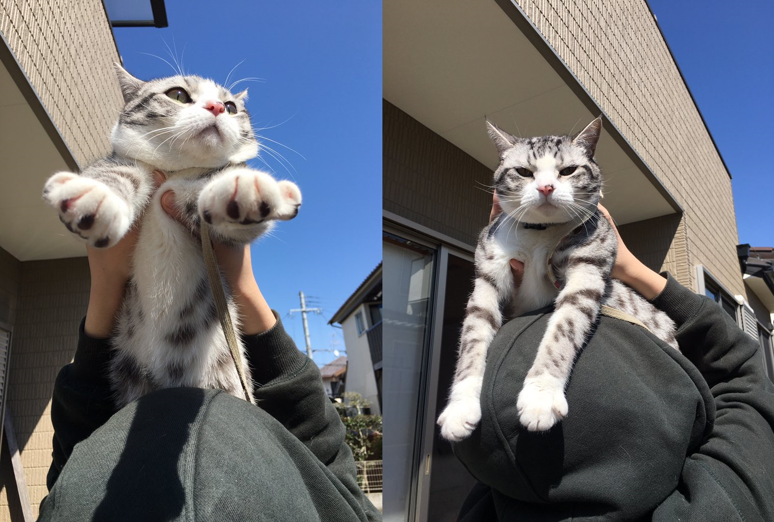 ai（@ai_haku1215）さん宅、ハクくん（5歳）