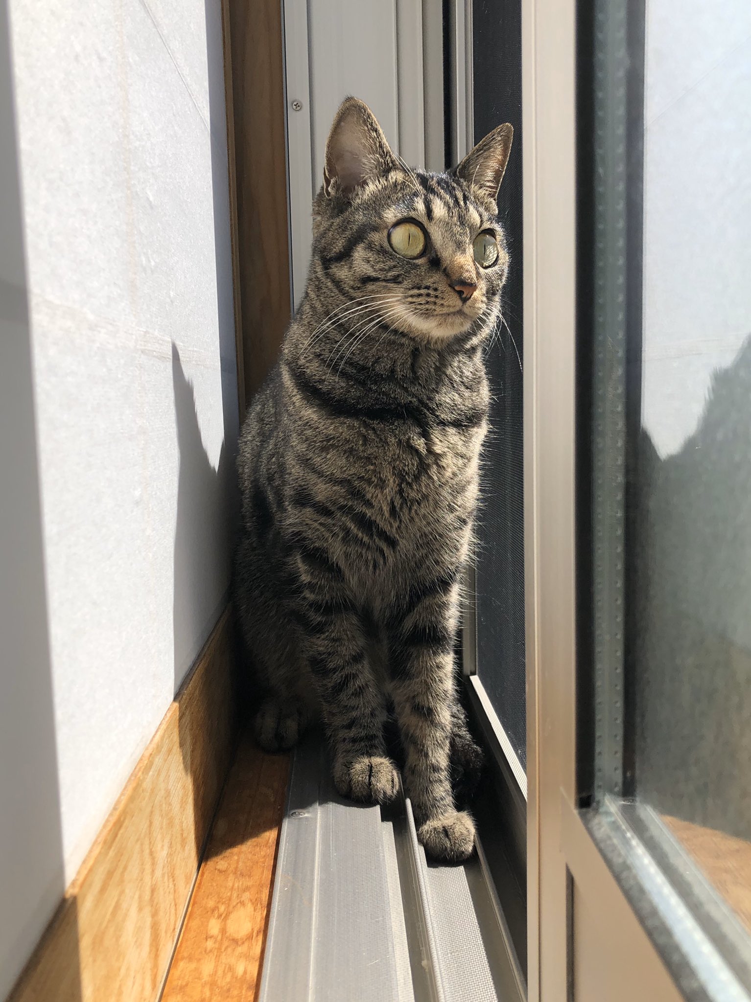 福武忍（@shinobuns）さん宅、かぐぞうちゃん（4歳）