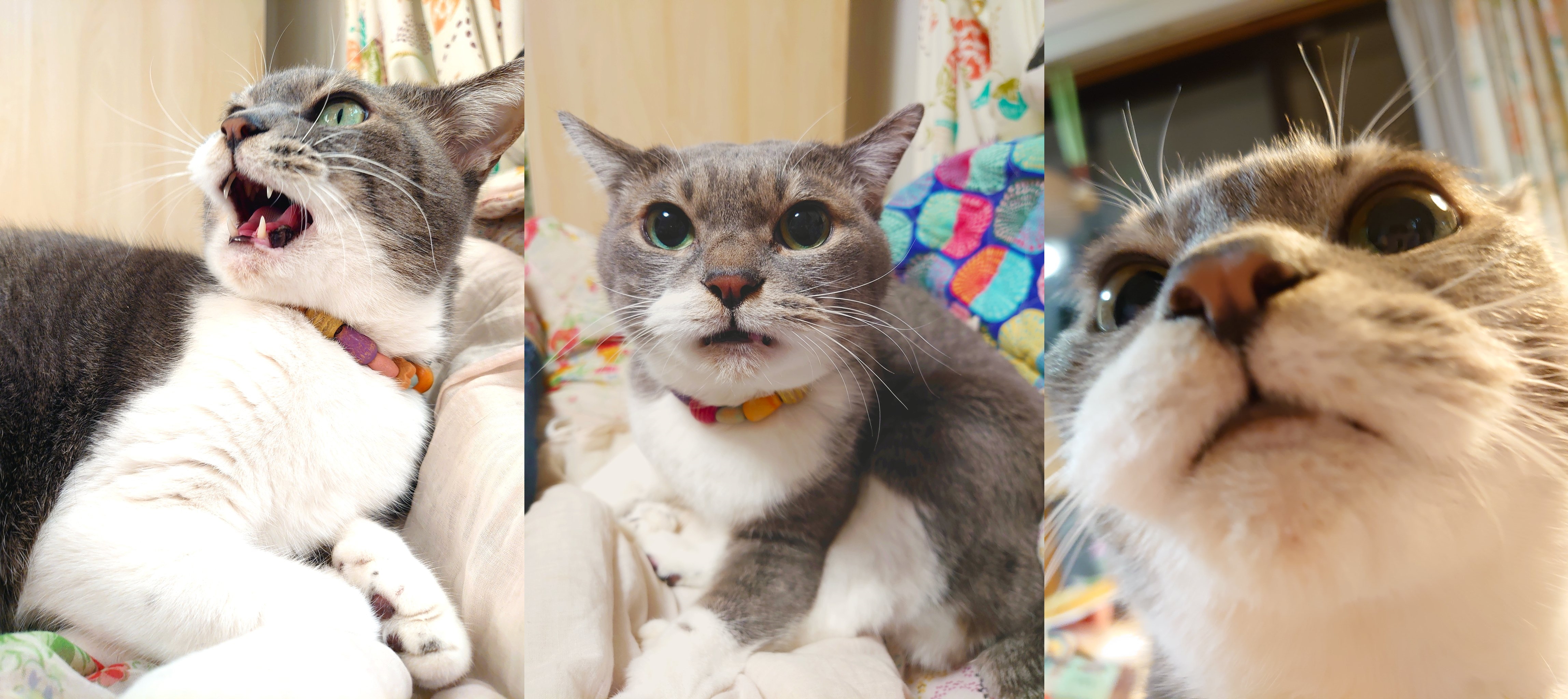 messie（@fairymessie）さん宅、シル子様（11歳）