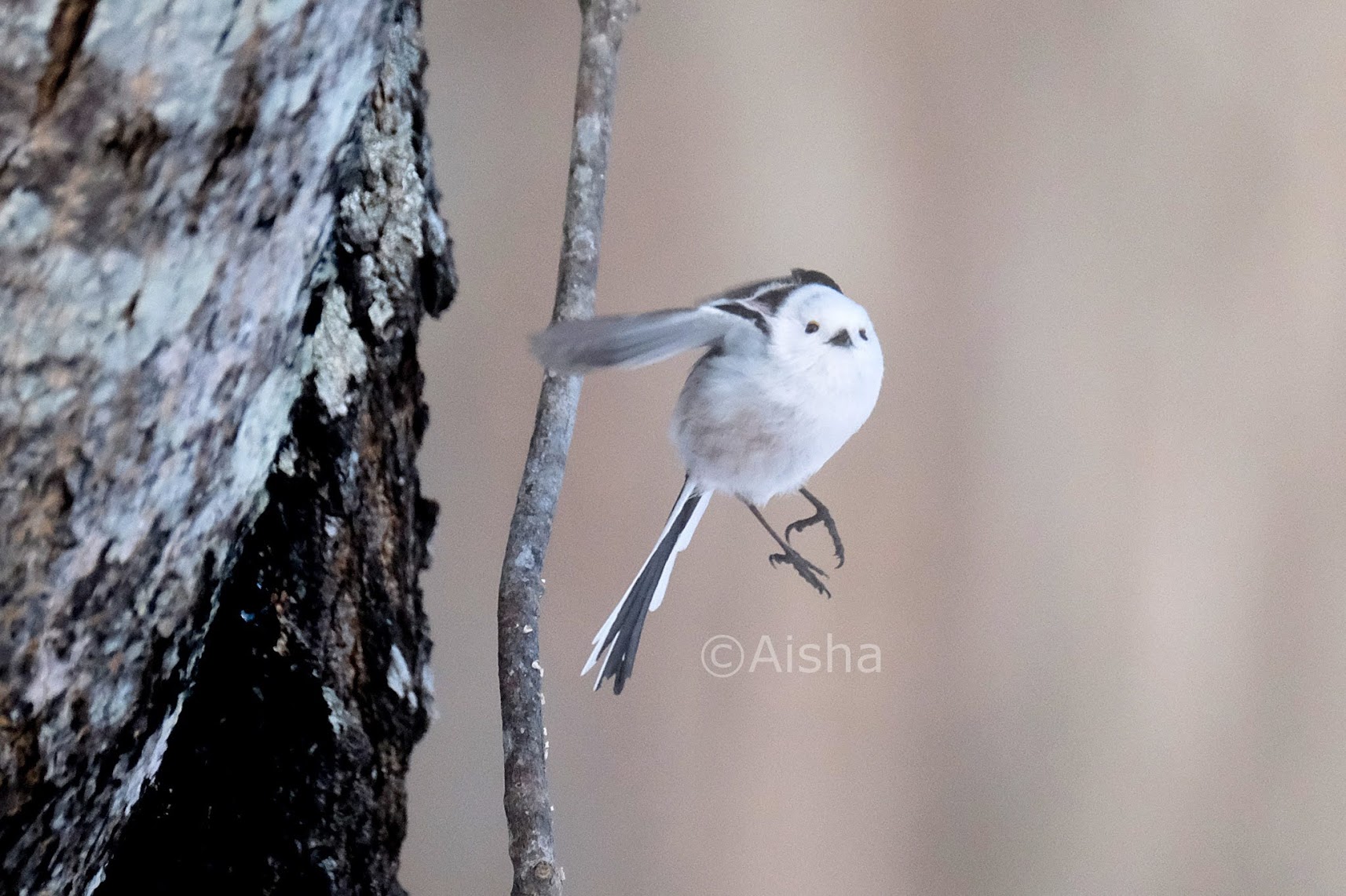 藍沙さんが撮った「雪の妖精」ことシマエナガちゃん