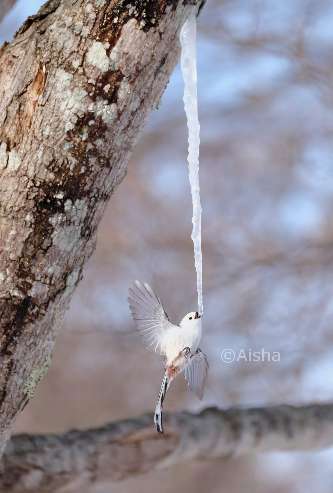 藍沙さんが撮った「雪の妖精」ことシマエナガちゃん