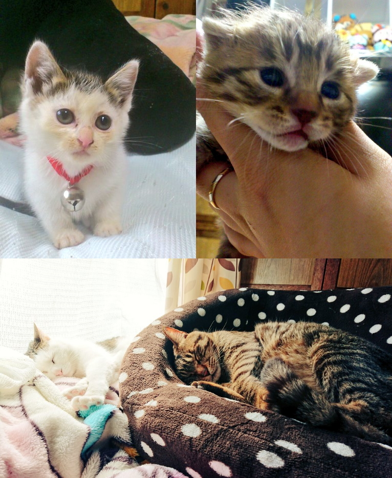 まゆ（@mayu54d）さん宅の凛々ちゃん（7歳）と虎太郎くん（7歳）