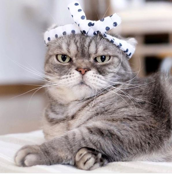 なお（@nao_co5）さんの宅の愛猫、両極端コンビ「ワル顔」ココ先輩と「ドーリーフェイス」の金さん