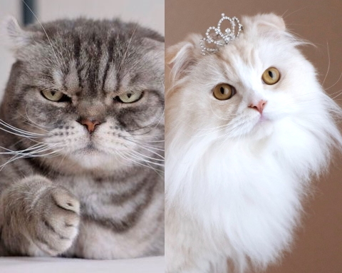 なお（@nao_co5）さんの宅の愛猫、両極端コンビ「ワル顔」ココ先輩と「ドーリーフェイス」の金さん