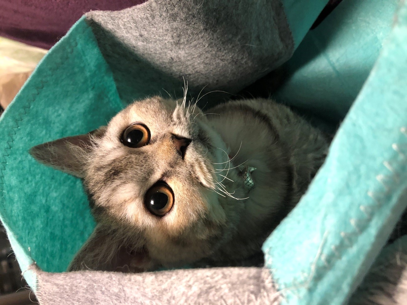 たじま（@tajimaxam）さん宅の愛猫・はるえちゃん