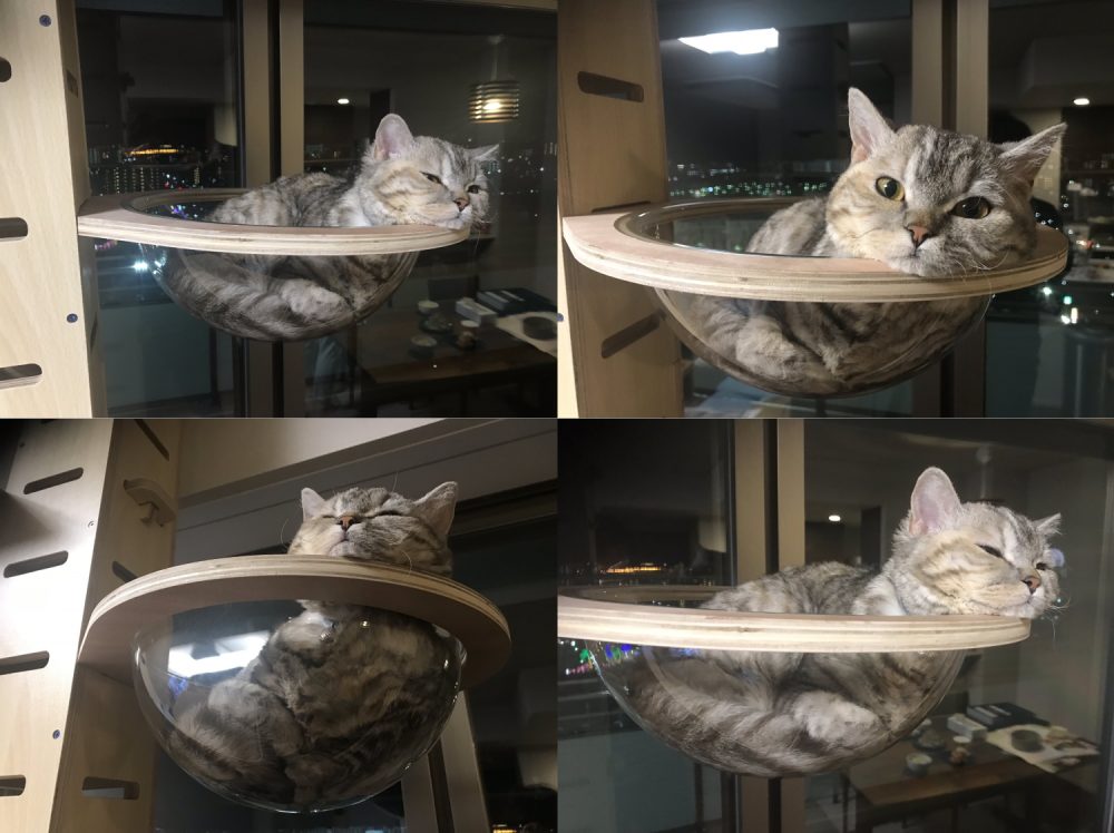 たじま（@tajimaxam）さん宅の愛猫・はるえちゃん