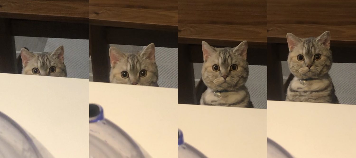 たじま（@tajimaxam）さん宅の愛猫・はるえちゃん