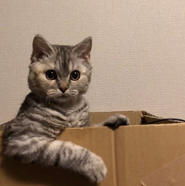 たじま（@tajimaxam）さん宅の愛猫・はるえちゃん