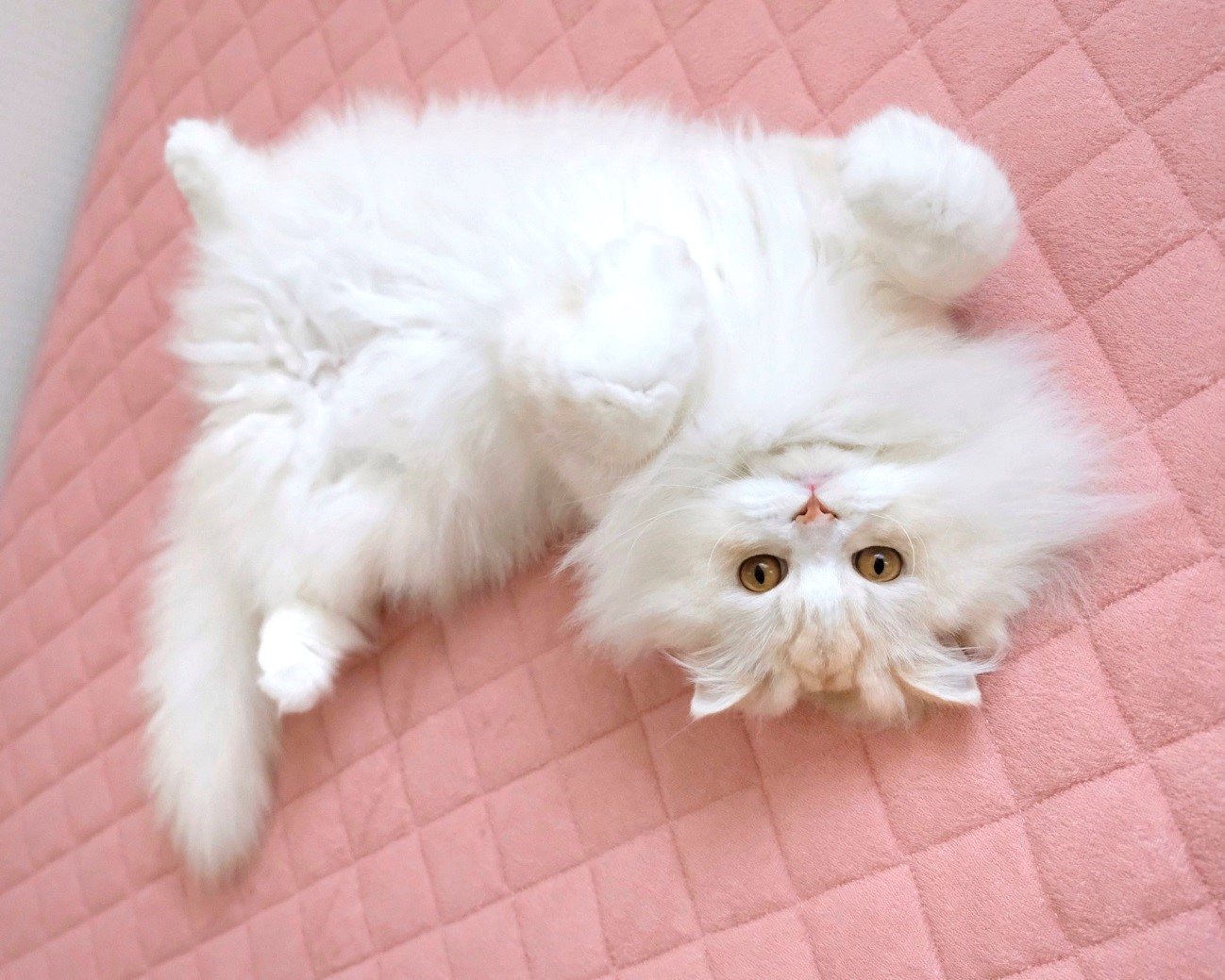 なお（@nao_co5）さんの宅の愛猫、両極端コンビ「ワル顔」ココ先輩と「ドーリーフェイス」の金さん