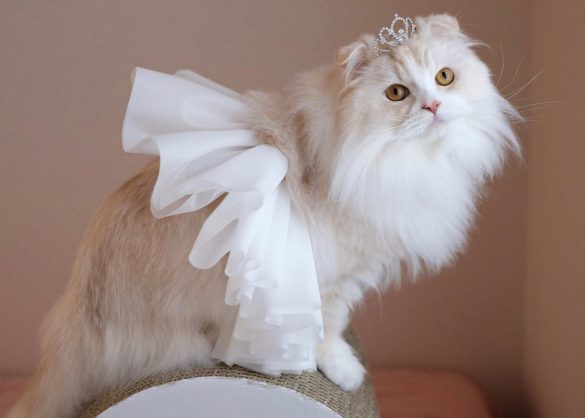 なお（@nao_co5）さんの宅の愛猫、両極端コンビ「ワル顔」ココ先輩と「ドーリーフェイス」の金さん