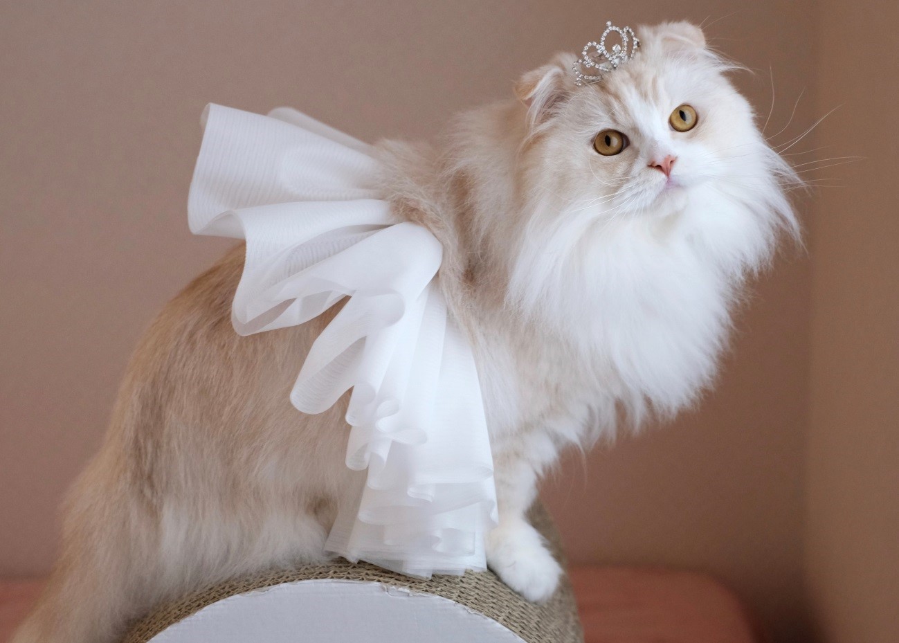 なお（@nao_co5）さんの宅の愛猫、両極端コンビ「ワル顔」ココ先輩と「ドーリーフェイス」の金さん