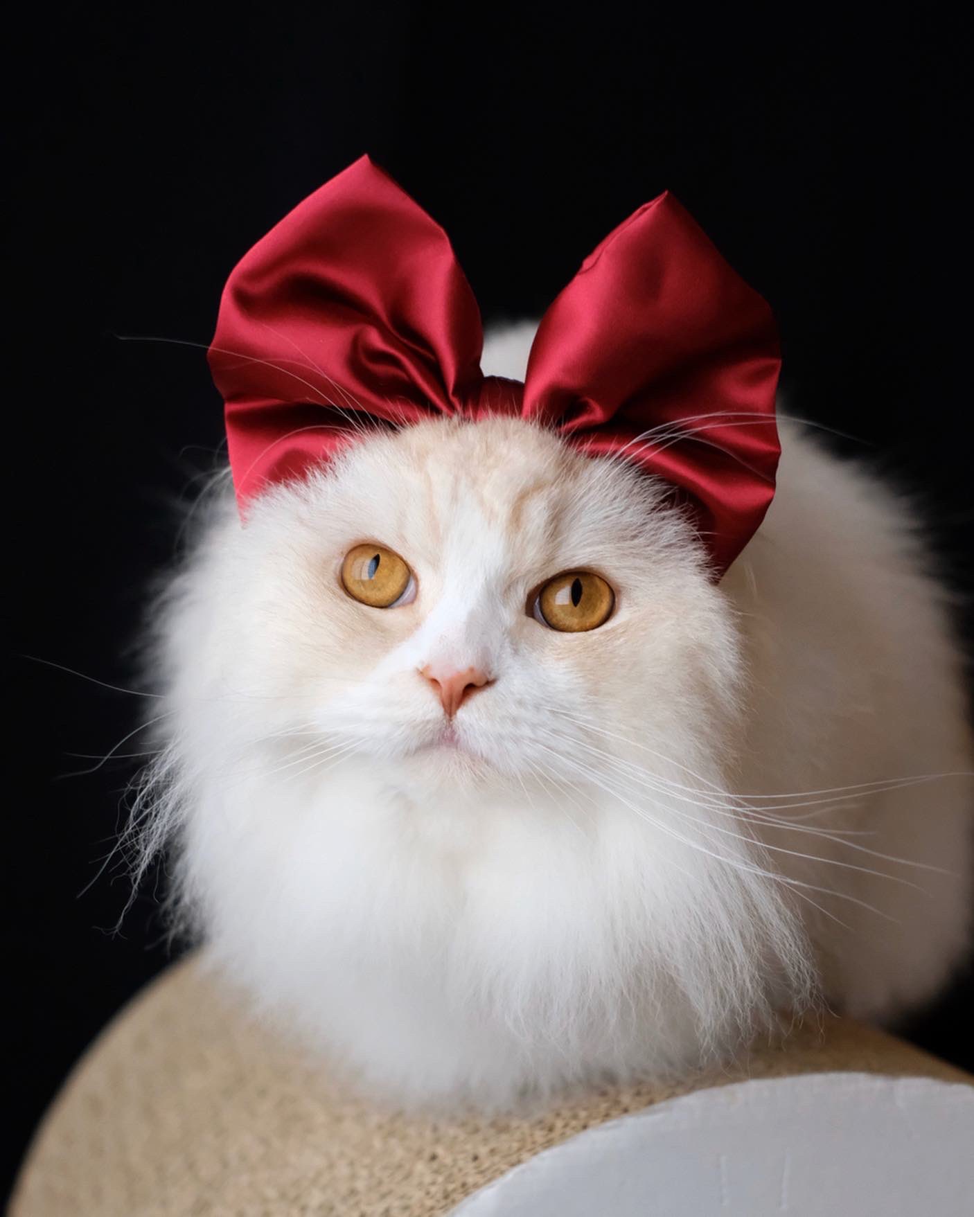 なお（@nao_co5）さんの宅の愛猫、両極端コンビ「ワル顔」ココ先輩と「ドーリーフェイス」の金さん