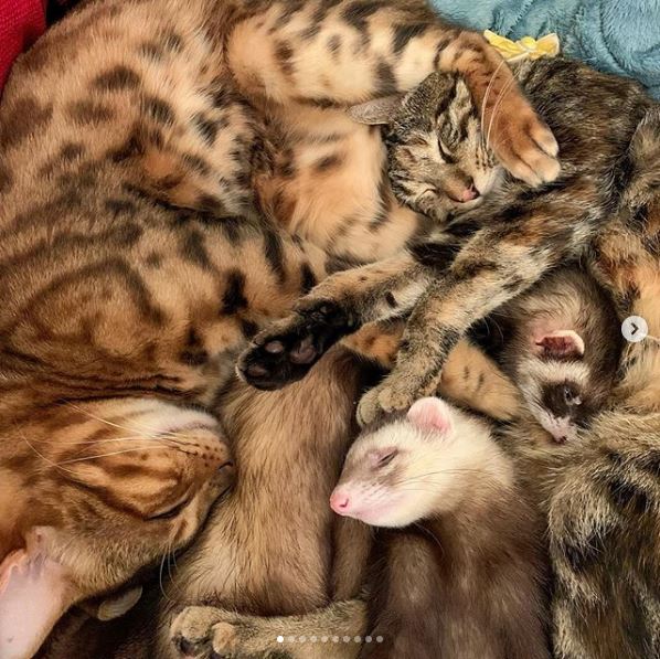 @2oniTomoさん宅で暮らす桃子ちゃん（1歳/女の子）