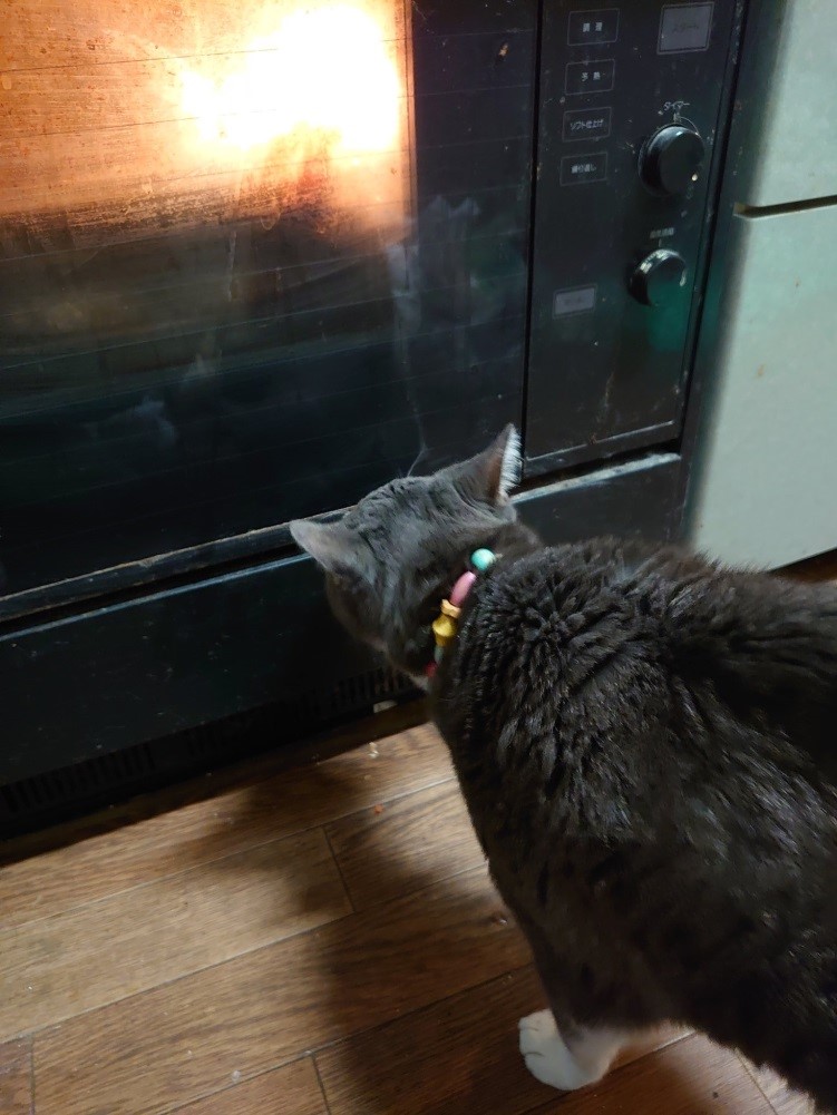 messie（@fairymessie）さん宅、シル子様（11歳）