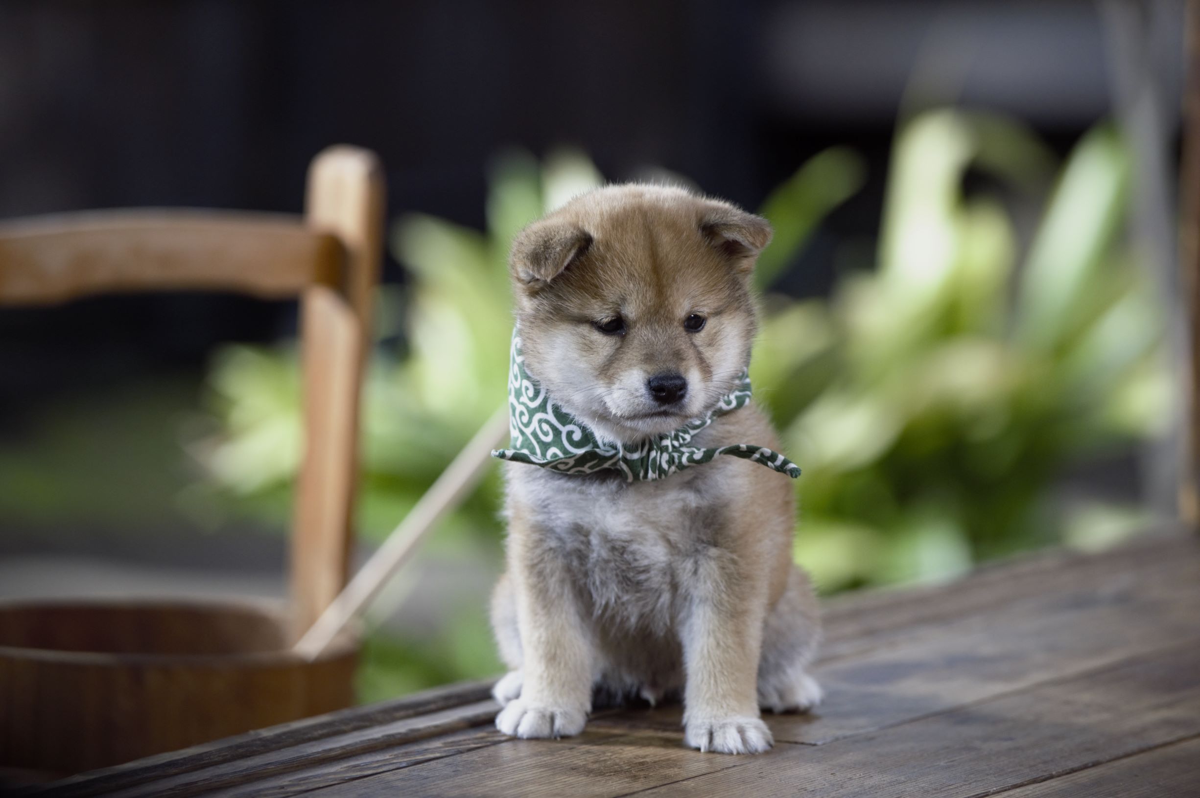 『二代目和風総本家』（テレビ東京系）「豆助っていいな。」
