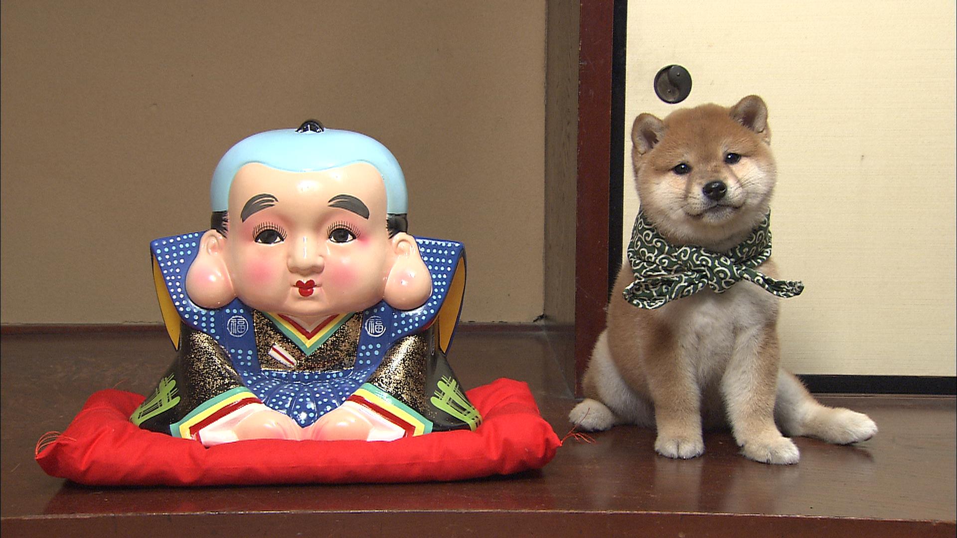 『二代目和風総本家』（テレビ東京系）「豆助っていいな。」