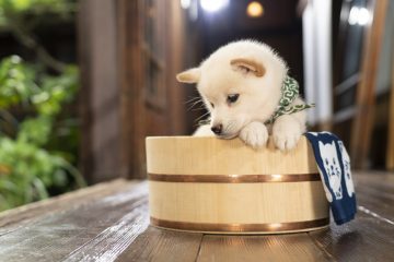 『二代目和風総本家』（テレビ東京系）「豆助っていいな。」