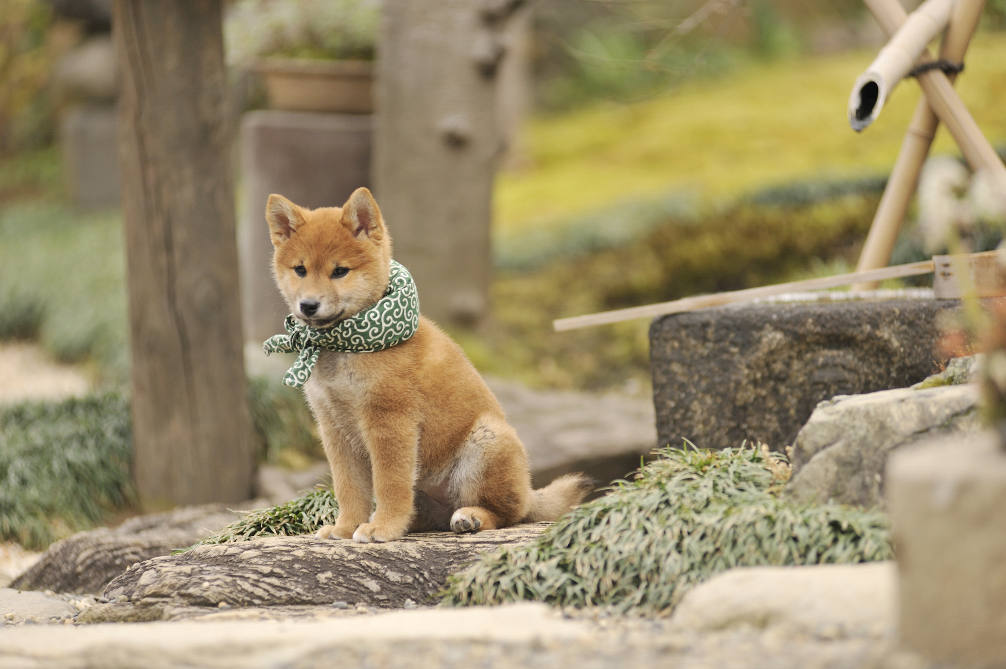 『二代目和風総本家』（テレビ東京系）「豆助っていいな。」